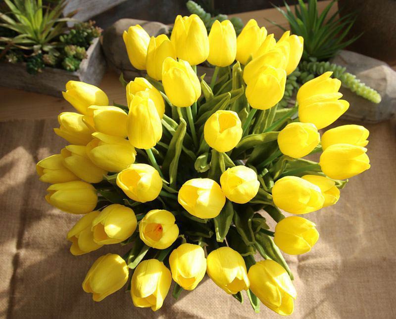 11+ loài hoa màu vàng đẹp và ý nghĩa nhất 22 kham-pha-ve-dep-cua-hoa-tulip-vang