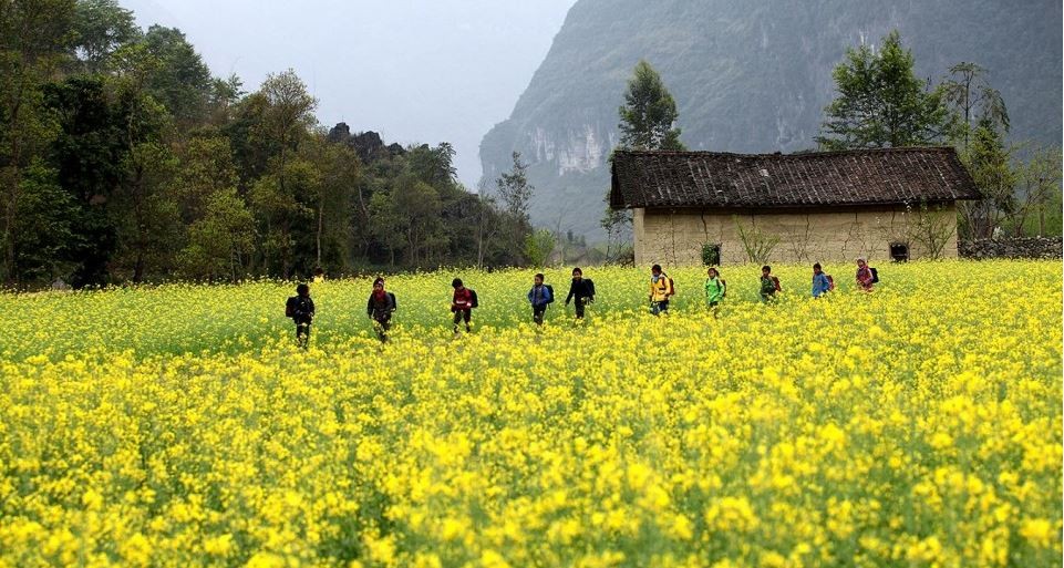 Khám phá vẻ đẹp 4 mùa hoa của Hà Giang 17 vuon-hoa-cai-mua-dong-tai-ha-giang