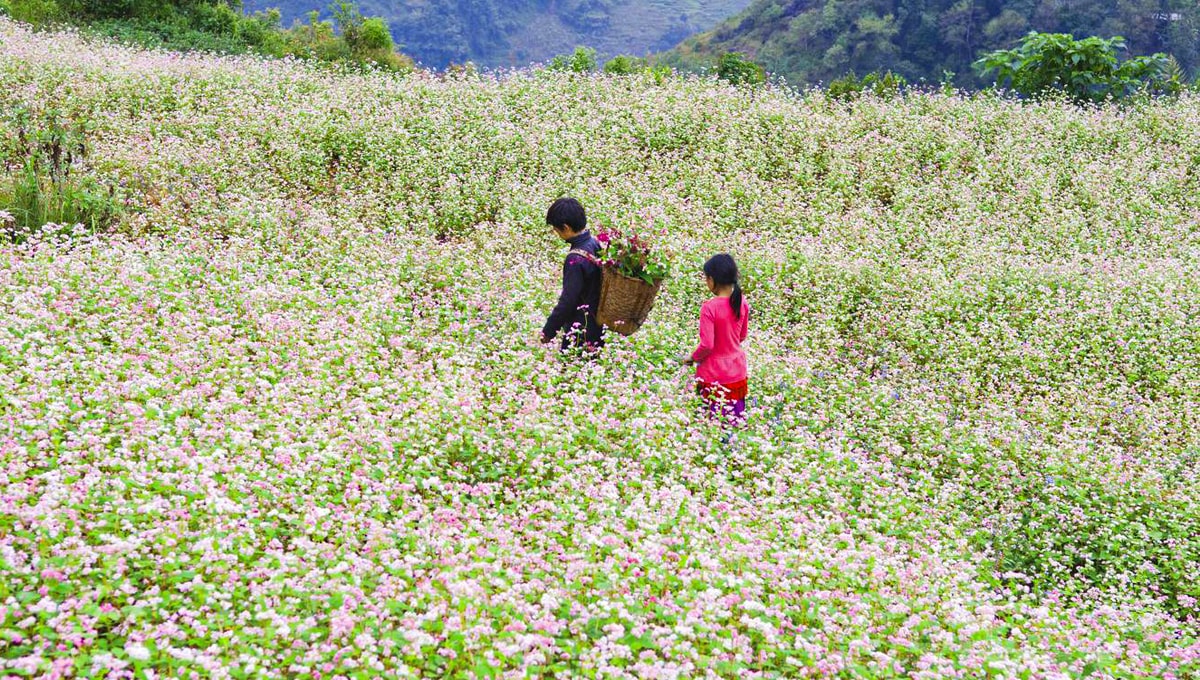 Khám phá vẻ đẹp 4 mùa hoa của Hà Giang 14 ha-giang-mang-ve-binh-yen-khi-he-den