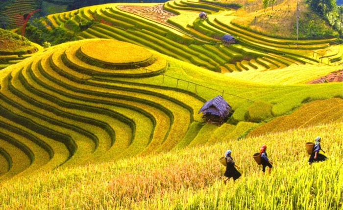 Khám phá vẻ đẹp 4 mùa hoa của Hà Giang 16 ha-giang-mua-lua-chin