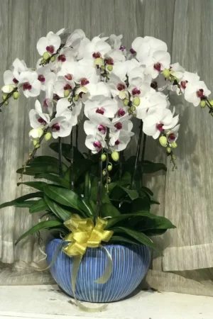 Chậu lan hồ điệp trắng lưỡi đỏ 10 cành - LHD94 2 chậu lan hồ điệp trắng lưỡi đỏ 10 cành