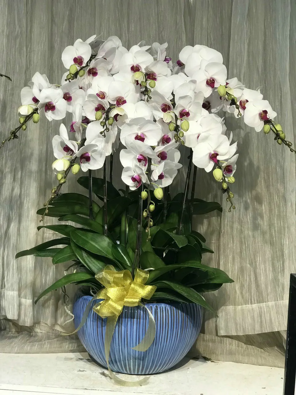 Chậu lan hồ điệp trắng lưỡi đỏ 10 cành - LHD94 9 chau-lan-ho-diep-trang-luoi-do-9-canh-tang-sep