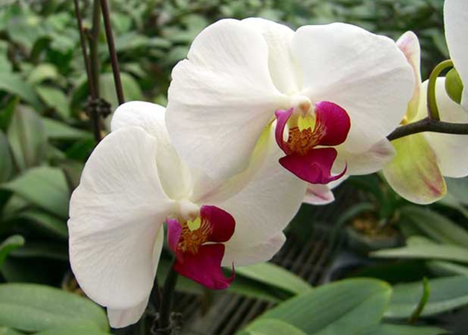 Chậu lan hồ điệp trắng lưỡi đỏ 10 cành - LHD94 8 lan-ho-diep-trang-luoi-do-phat-trien-tot-o-dieu-kien-25-do-c