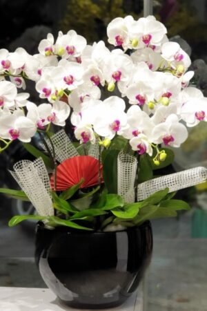 Chậu lan hồ điệp trắng lưỡi đỏ 10 cành - LHD94 1 chậu lan hồ điệp trắng lưỡi đỏ 10 cành