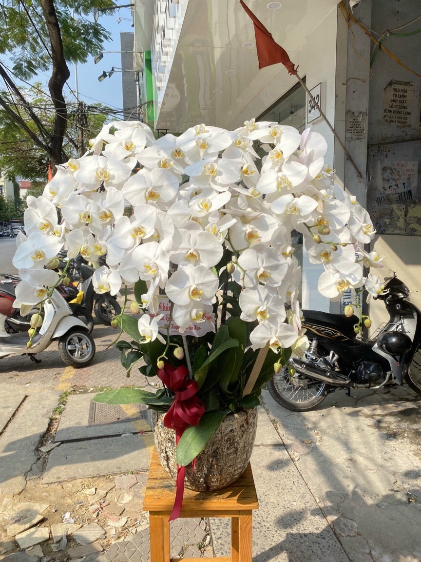 Chậu lan hồ điệp trắng 10 cành chưng Tết - LHD77 5 z3875009582900 ecc7c955a8bcb130af254e52025d1480
