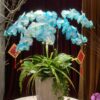 Chậu Lan Hồ Điệp Tặng Sếp Nam 5 cành - LHD78 1 z5546466537278 bf6f6d02aa61c9843eb985a61fca0e98
