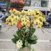 Chậu lan hồ điệp vàng 9 cành - LHD92 1 z5546466708225 db30897a359c30c72827db4ddb46514c