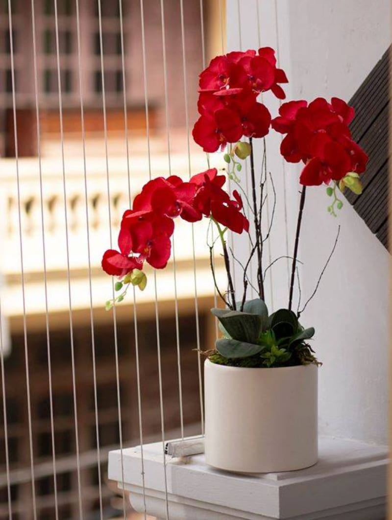 TOP 9 loài hoa màu đỏ tặng 20/10 cực ý nghĩa 18 Giã Từ Trong Cơn Mưa
