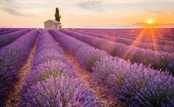 hoa lavender