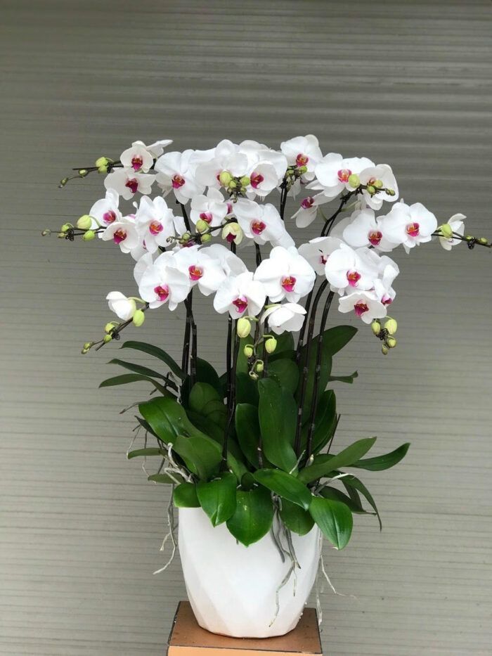 hoa lan hồ điệp
