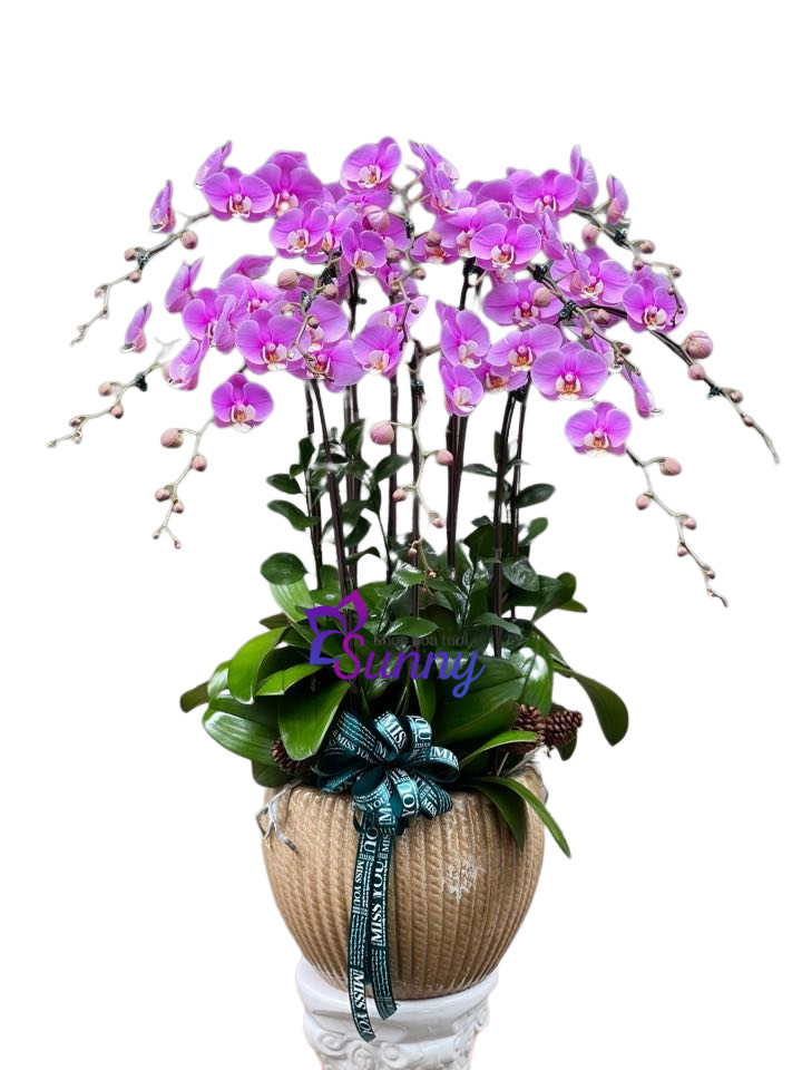 chậu hoa lan hồ điệp - hoa chúc mừng 20-11