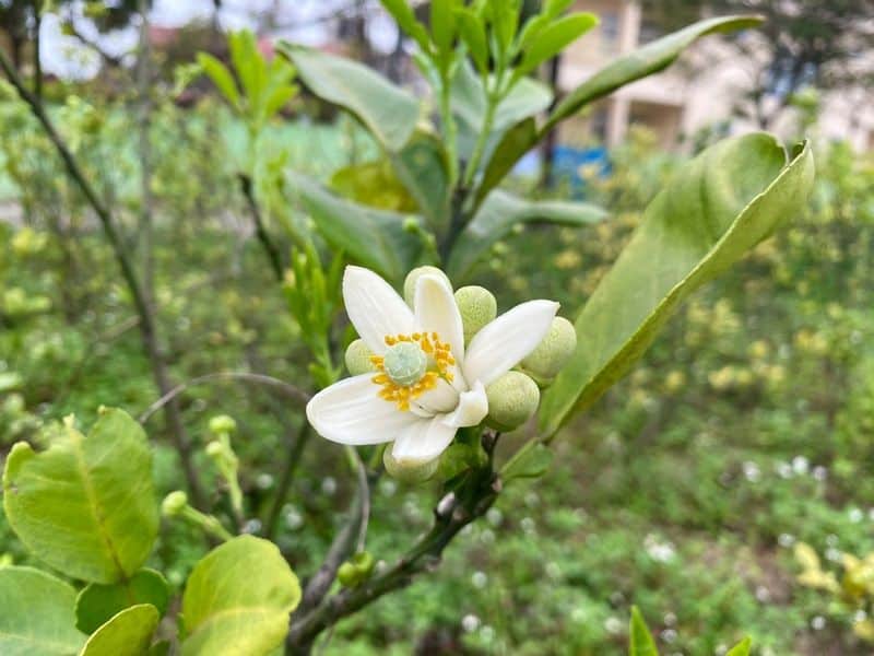 Gọi tên 9 loài hoa tháng 3 tỏa sắc dịp cuối Xuân 13 Hoa bưởi