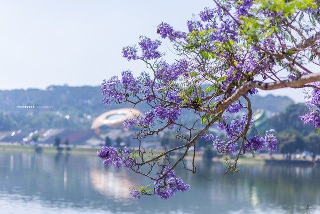 Gọi tên 9 loài hoa tháng 3 tỏa sắc dịp cuối Xuân 8 Hoa phượng tím