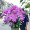 Hoa Lan hồ điệp Đài Loan LĐ245 3 z5530439721851 8a57c14318d8da56f71657d7fb23732f