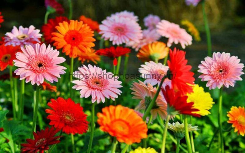 Hoa Đồng Tiền: Cách Trồng, Cách Chăm Sóc, Ý Nghĩa Khi Tặng 20 Loài hoa dễ trồng - dễ chăm sóc.