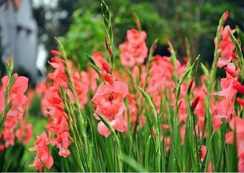Hoa Lay Ơn: Tìm hiểu ý nghĩa, đặc điểm cách trồng và chăm sóc 6 phương pháp trồng và chăm sóc hoa lay ơn