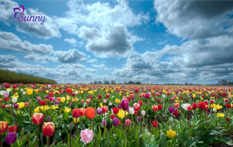 Bó hoa tulip Bó hoa tulip