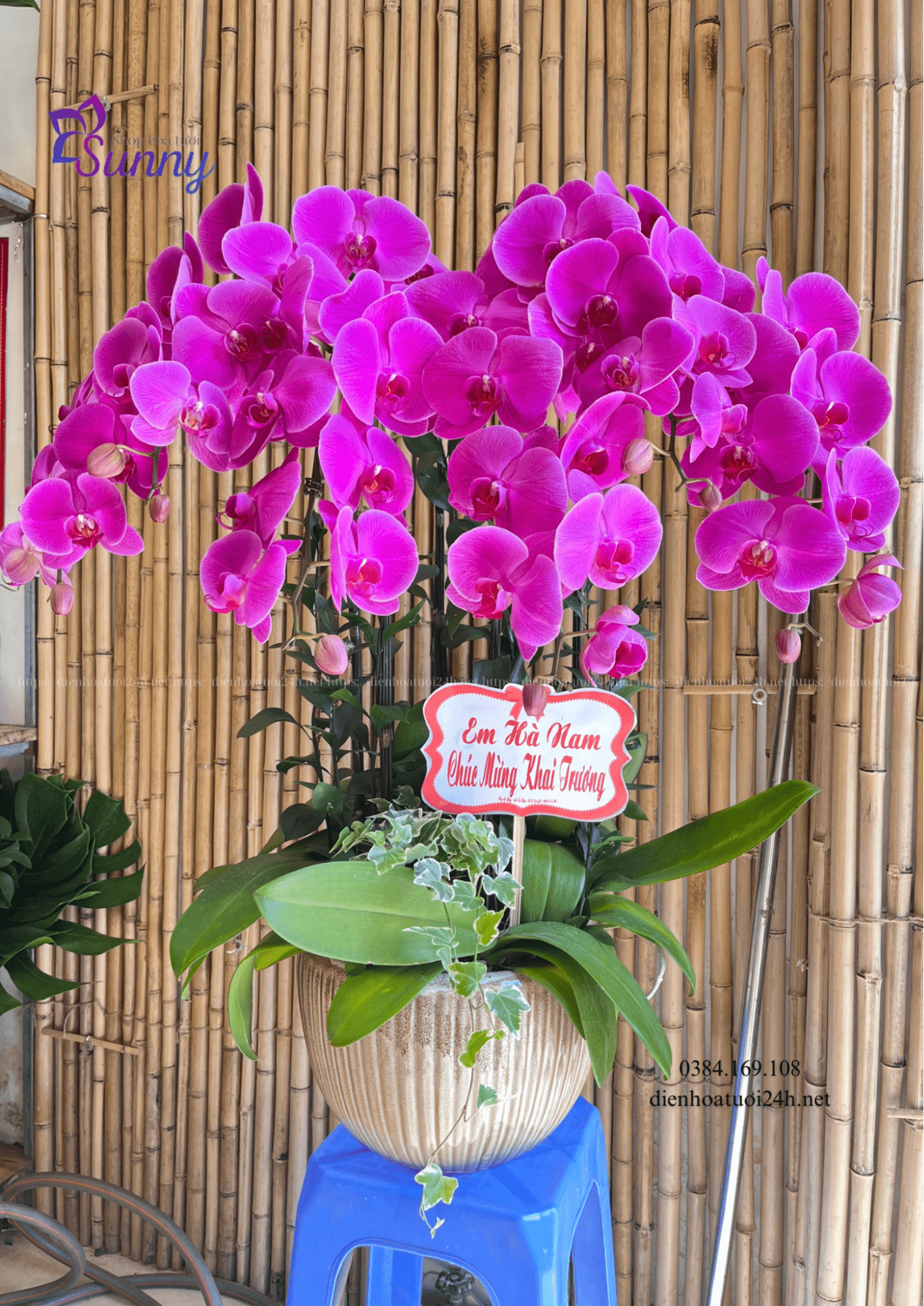Lan hồ điệp tại Sunny Lan hồ điệp tại Sunny