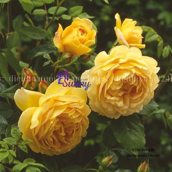 Hoa hồng Golden Celebration