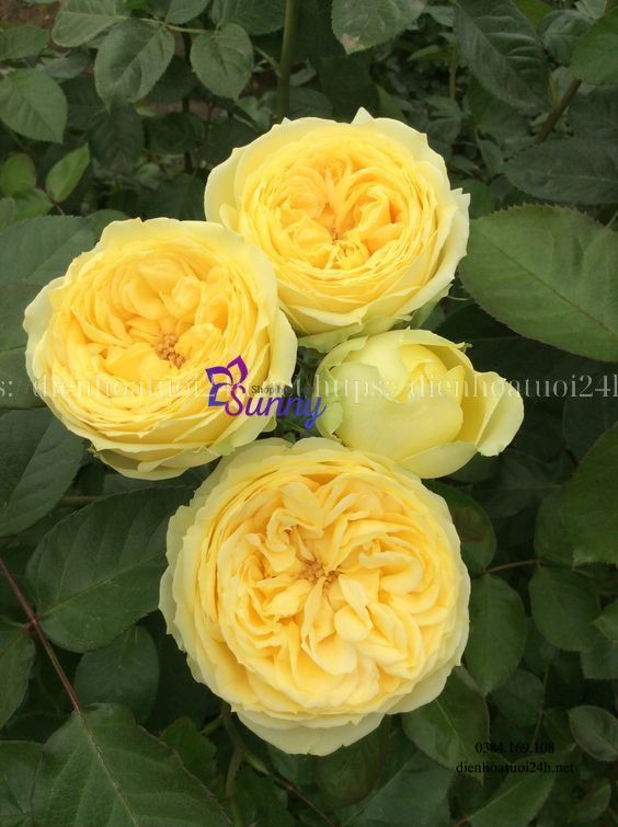 Hoa hồng vàng có ý nghĩa gì? Nên tặng vào những dịp nào?