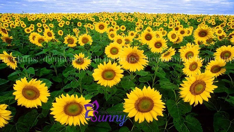 Hoa Hướng Dương Nở Vào Mùa Nào Đẹp Nhất 8 hoa hướng dương nở vào mùa nào