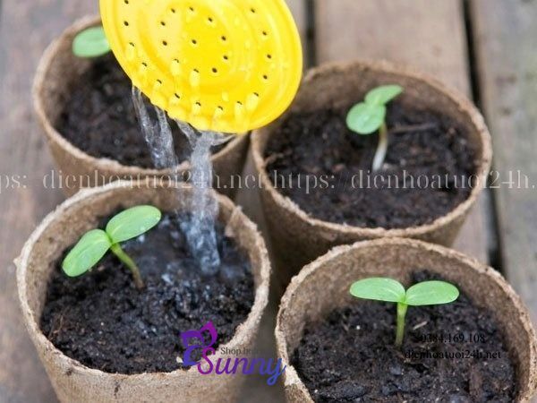 Hoa Hướng Dương Nở Vào Mùa Nào Đẹp Nhất 13 hoa hướng dương nở vào mùa nào
