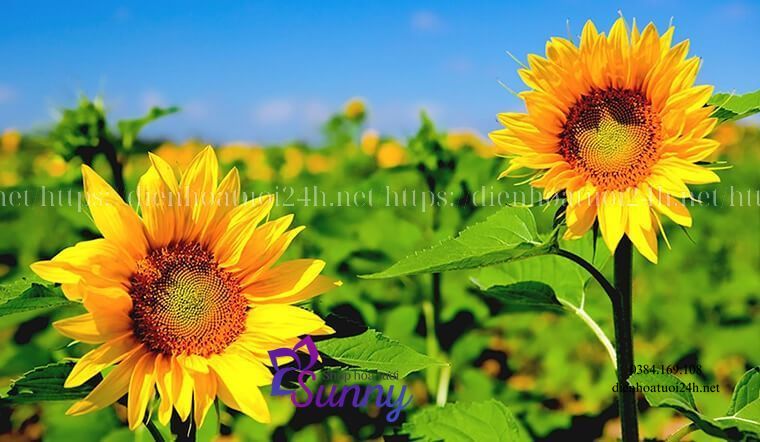Hoa hướng dương nở vào mùa nào Hoa hướng dương nở vào mùa nào