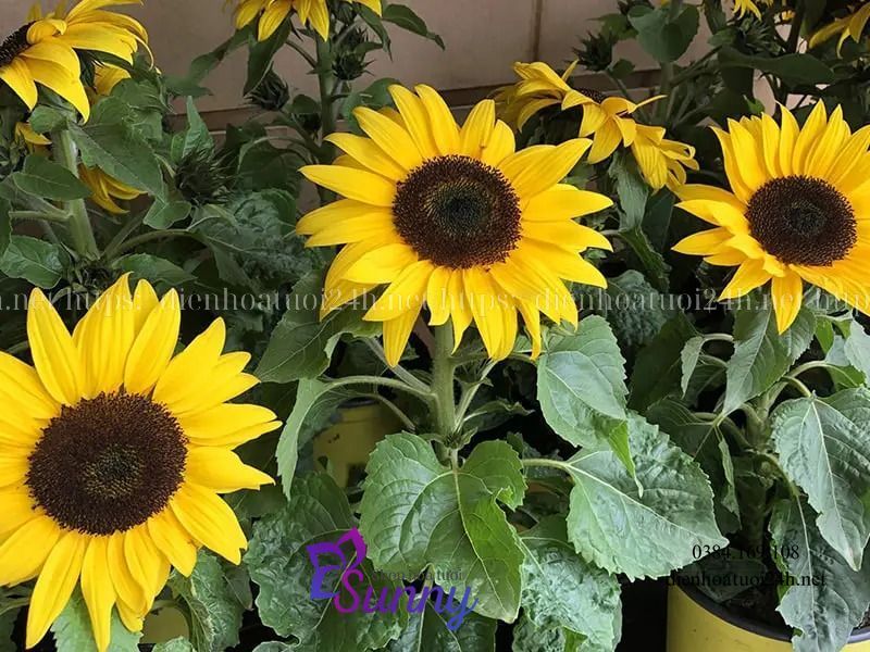 Hoa Hướng Dương Nở Vào Mùa Nào Đẹp Nhất 9 hoa hướng dương nở vào mùa nào