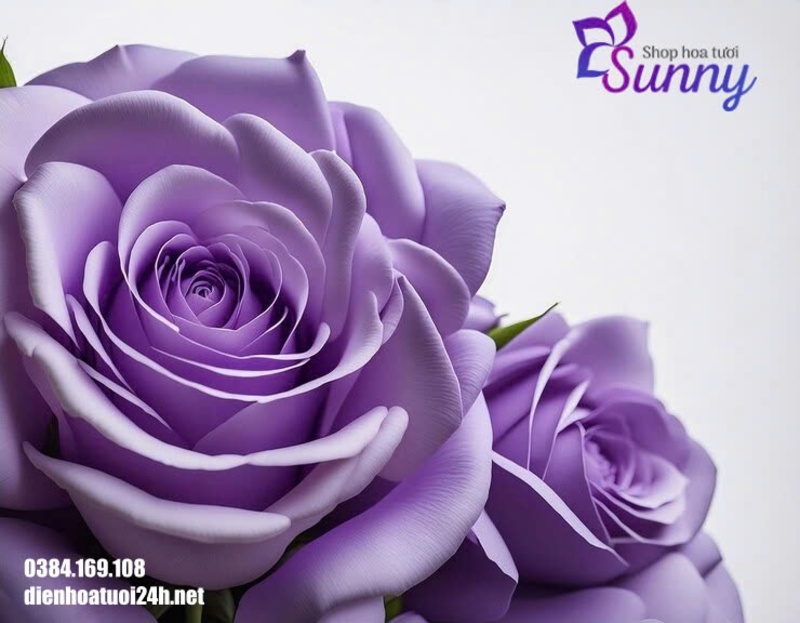 Ý Nghĩa Hoa Hồng Màu Tím: Giải Mã Tình Yêu & Cuộc Sống 17 Ý nghĩa hoa hồng màu tím qua sắc độ