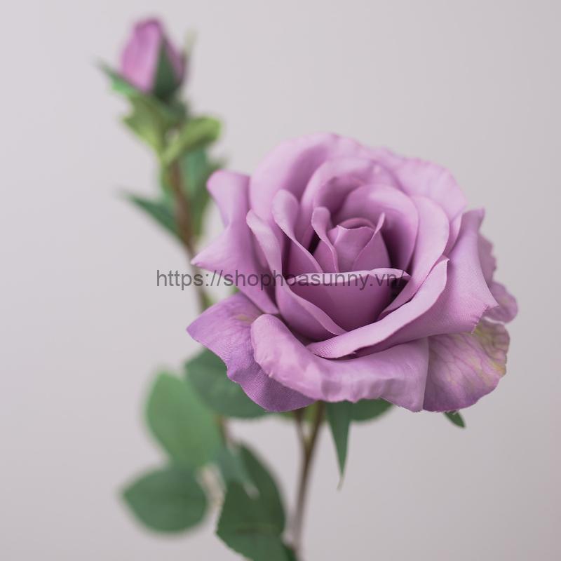 Ý Nghĩa Hoa Hồng Màu Tím: Giải Mã Tình Yêu & Cuộc Sống 23 Hoa hồng Blue Storm với màu tím lavender và hương thơm tự nhiên dịu dàng.