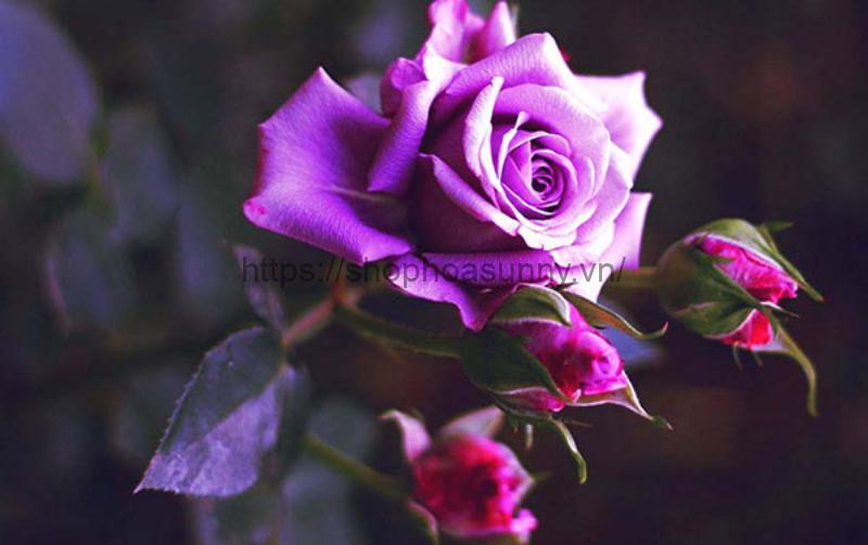 Ý Nghĩa Hoa Hồng Màu Tím: Giải Mã Tình Yêu & Cuộc Sống 25 Hoa hồng ngoại Lavender Crystal với sắc tím lavender tinh tế và phong cách đầy mê hoặc