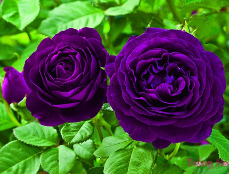 Ý Nghĩa Hoa Hồng Màu Tím: Giải Mã Tình Yêu & Cuộc Sống 22 Hoa hồng Minerva Rose tạo nên một vẻ đẹp lãng mạn và sang trọng trong không gian vườn