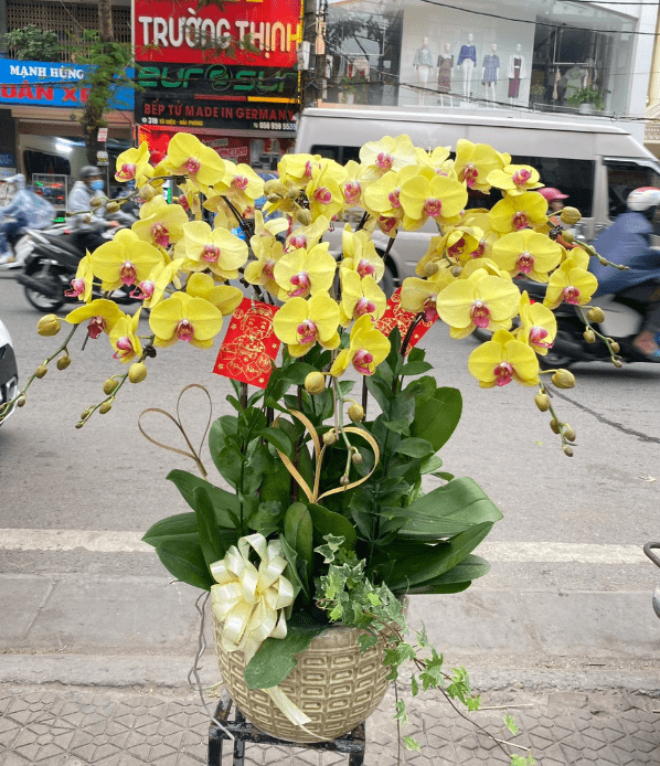 Cửa Hàng Hoa Quận 4 Giao Hoa Giá Rẻ, Free Ship Nội Thành 18 Chậu hoa lan hồ điệp màu vàng tượng trưng cho may mắn, thịnh vượng