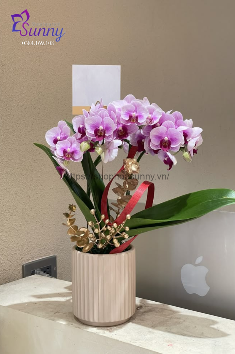 Mẫu hoa lan hồ điệp thường được chọn làm quà tặng ngày 27/2