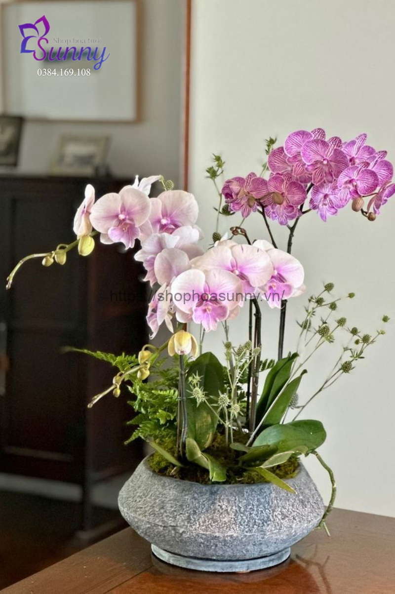Mẫu hoa lan hồ điệp thường được chọn làm quà tặng ngày 27/2