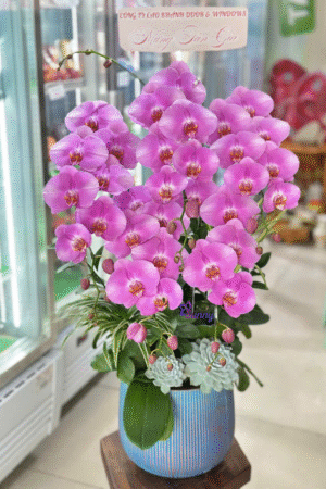 sản phẩm Chậu 5 cành lan hồ điệp Size đại Hàng A xuất khẩu
